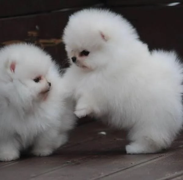 Adorabili cuccioli di Pomerania eccezionali disponibili
