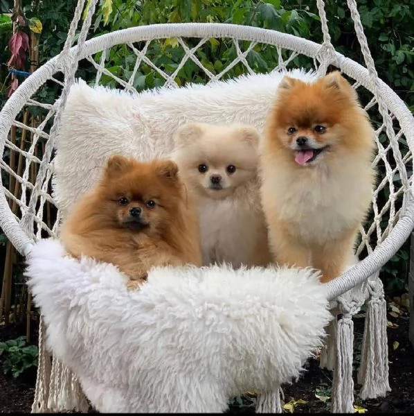 Adorabili cuccioli di Pomerania eccezionali disponibili | Foto 0