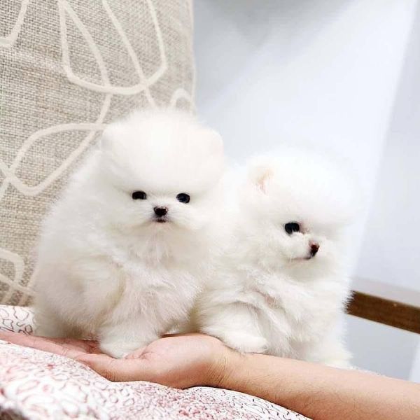Super cuccioli di Pomerania in vendita | Foto 0