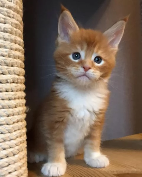I gatti del Mainecoon sono in vendita