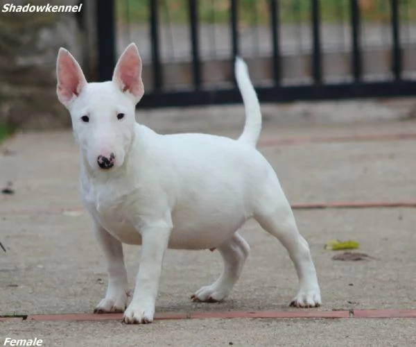 Cuccioli di Mini Bull Terrier