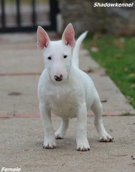 Cuccioli di Mini Bull Terrier | Foto 6