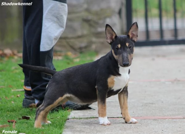 Cuccioli di Mini Bull Terrier | Foto 5