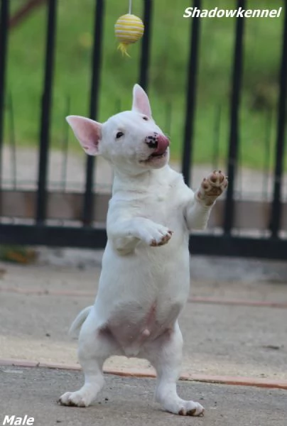 Cuccioli di Mini Bull Terrier | Foto 4