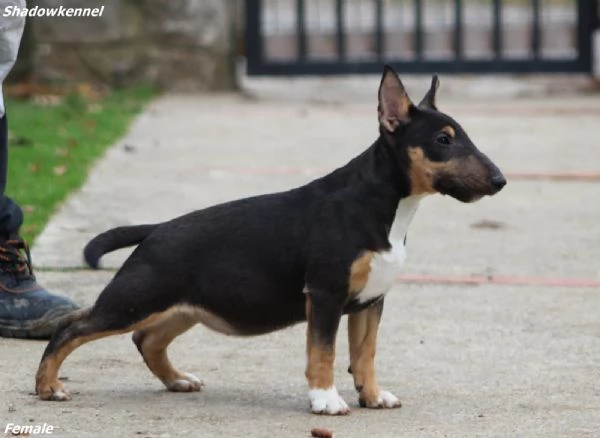 Cuccioli di Mini Bull Terrier | Foto 3