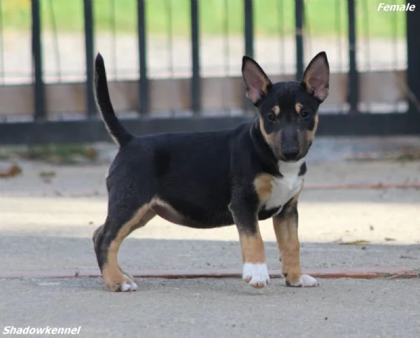 Cuccioli di Mini Bull Terrier | Foto 2
