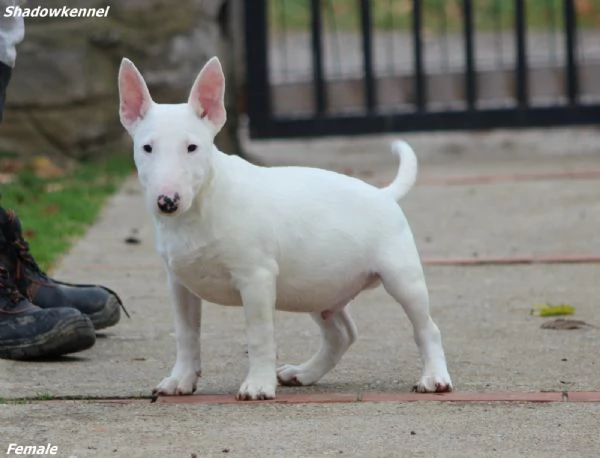 Cuccioli di Mini Bull Terrier | Foto 1