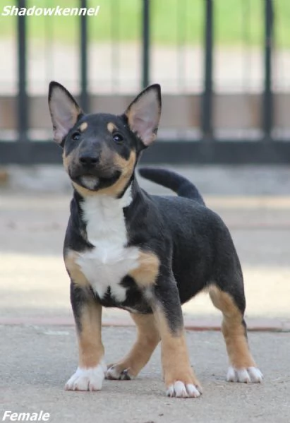 Cuccioli di Mini Bull Terrier | Foto 0