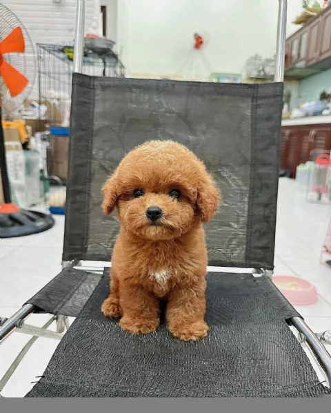 Cucciolate di barboncino toy!