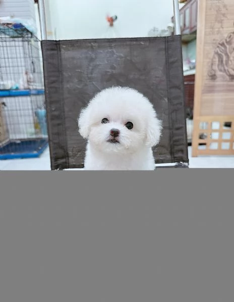 Cucciolate di barboncino toy | Foto 0