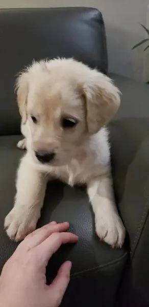 Cuccioli Golden Retriever | Foto 0
