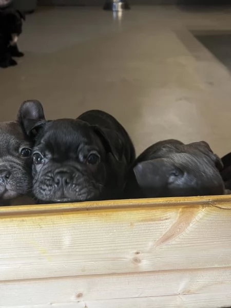 Bulldog francese cucciolo | Foto 0