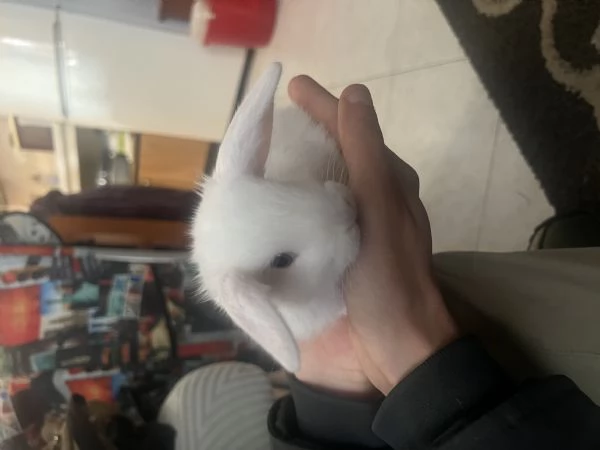 Cucciolo di coniglio ariete  | Foto 1