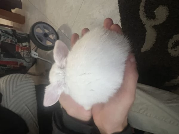 Cucciolo di coniglio ariete  | Foto 0
