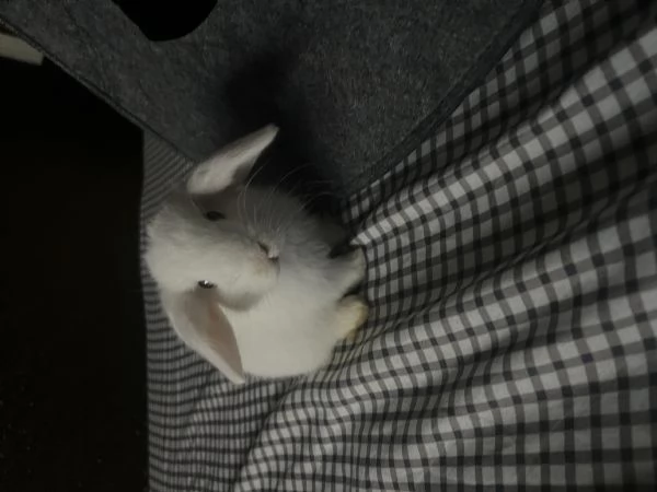 Cucciolo di coniglio ariete 