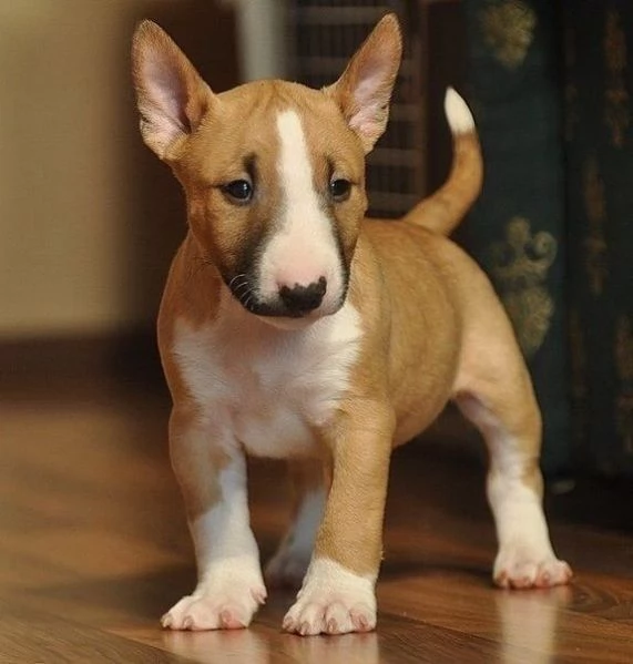 adorabili cuccioli di bull terrier femminucce e maschietti disponibili per l'adozione gratuita i cuc
