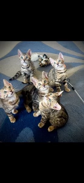 Gattoni Bengalini in vendita