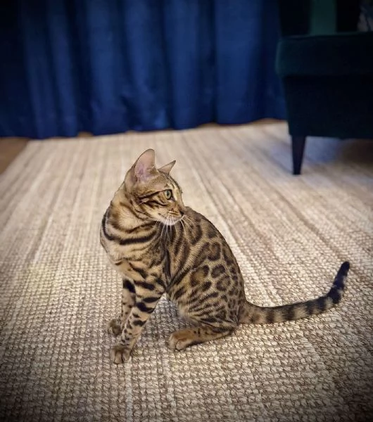 Gattoni Bengalini in vendita | Foto 6