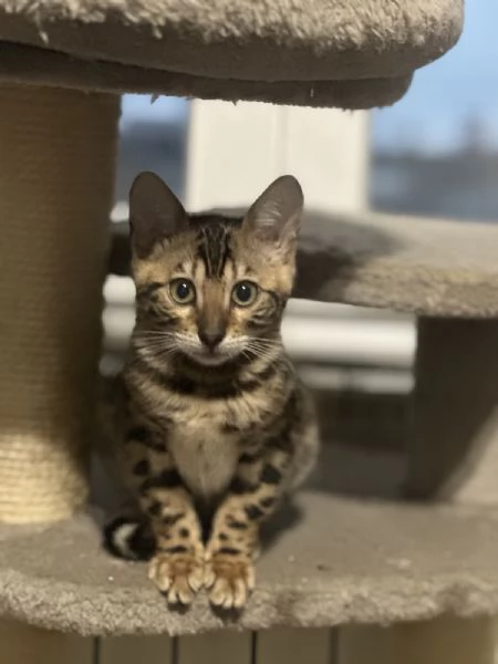 Gattoni Bengalini in vendita | Foto 5