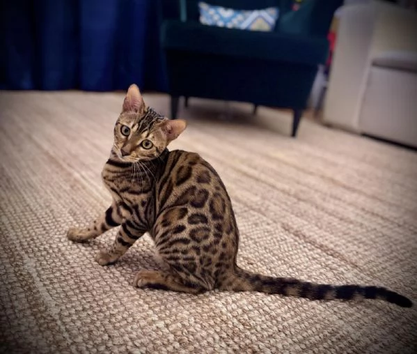 Gattoni Bengalini in vendita | Foto 4