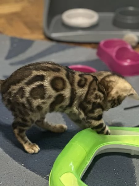 Gattoni Bengalini in vendita | Foto 3