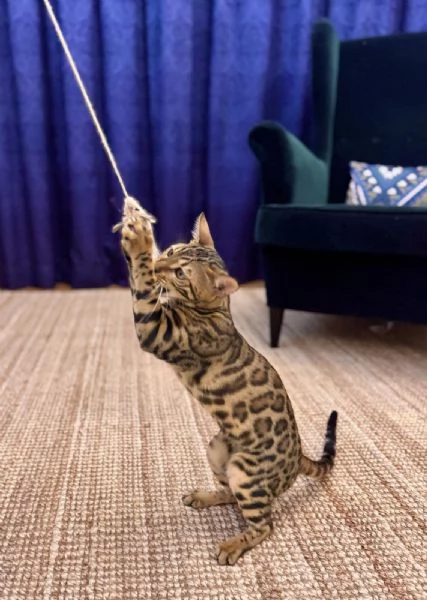 Gattoni Bengalini in vendita | Foto 1