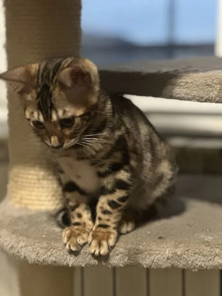 Gattoni Bengalini in vendita | Foto 0
