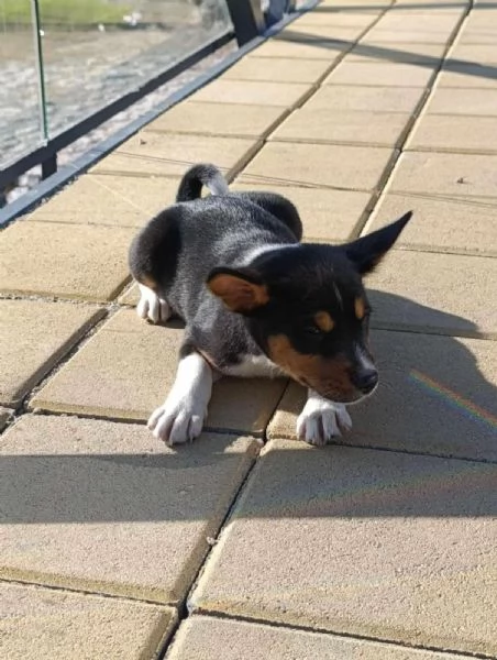 Cuccioli di Basenji | Foto 5