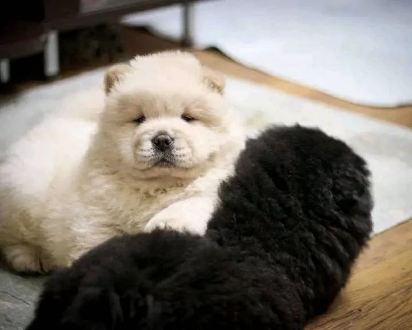 Vendita cuccioli di chow chow