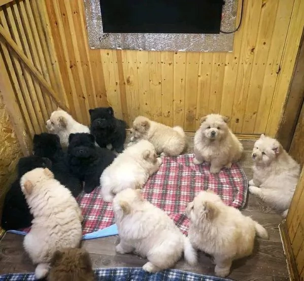 Regalo cuccioli di chow chow femminucce e maschietti