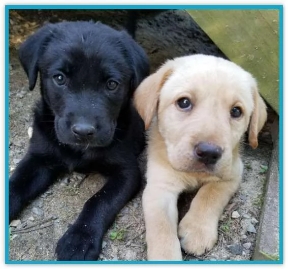 Cuccioli di Labrador (Pronti subito)