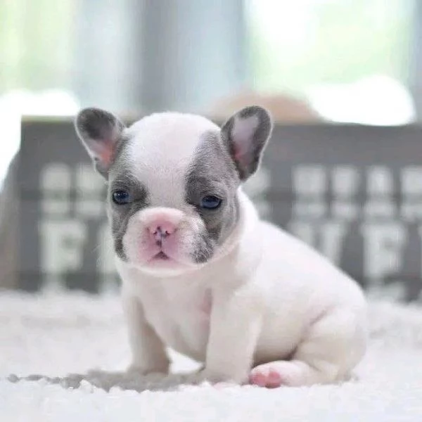 regalo maschio e femmina bouledogue francese con pedigree