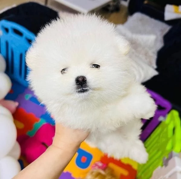 Cucciolo di Volpino Pomerania toy maschio e femmina