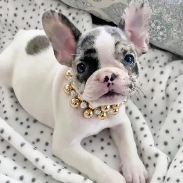 Regalo....cucciolata di bouledogue francese