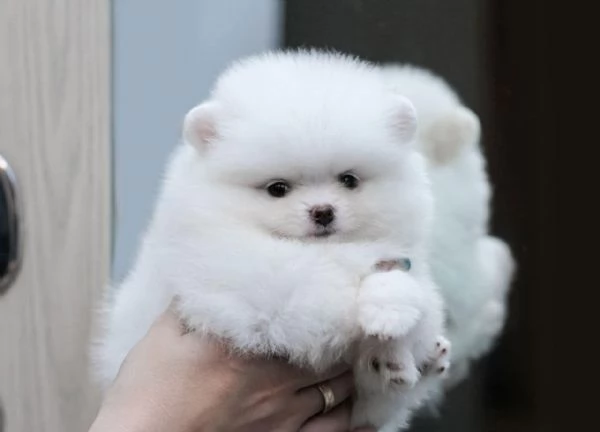 Cuccioli di Pomerania mini toy.