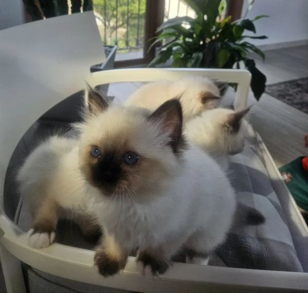 Cuccioli Sacro di Birmania  | Foto 15