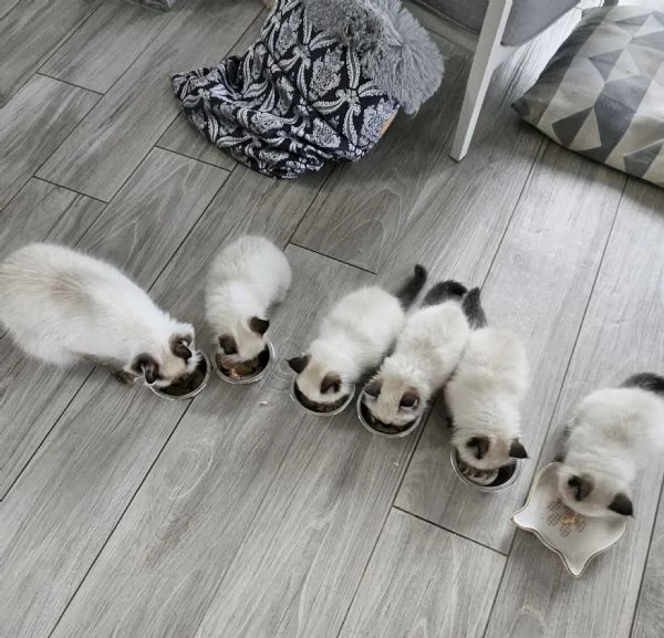 Cuccioli Sacro di Birmania 