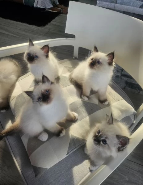 Cuccioli Sacro di Birmania  | Foto 14