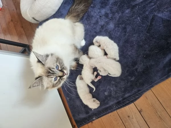Cuccioli Sacro di Birmania  | Foto 10