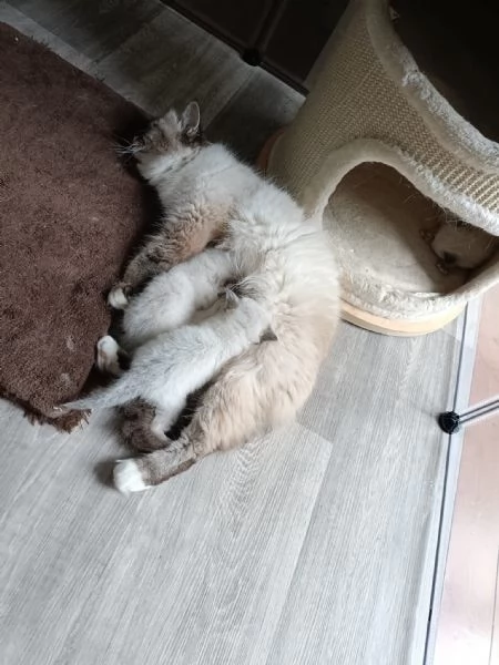 Cuccioli Sacro di Birmania  | Foto 9