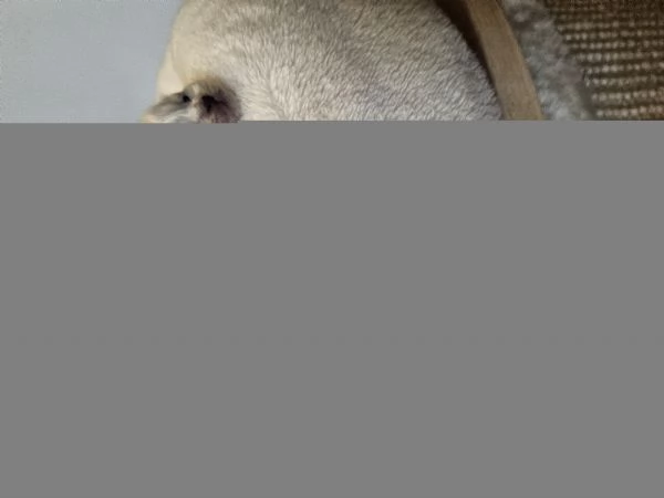 Cuccioli Sacro di Birmania  | Foto 8