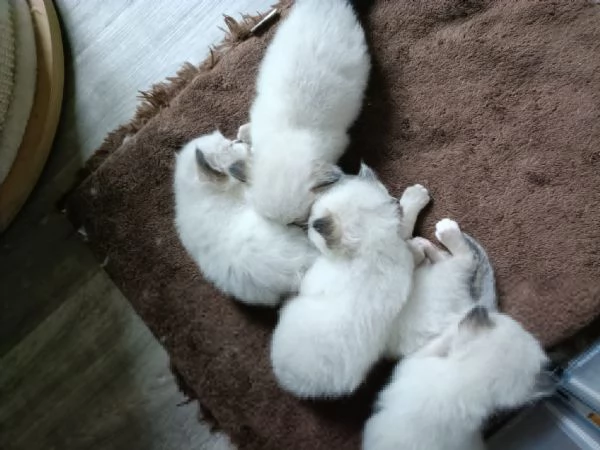 Cuccioli Sacro di Birmania  | Foto 7