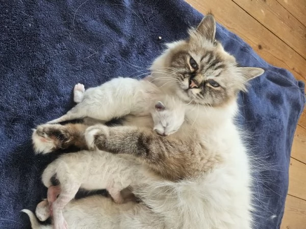 Cuccioli Sacro di Birmania  | Foto 6