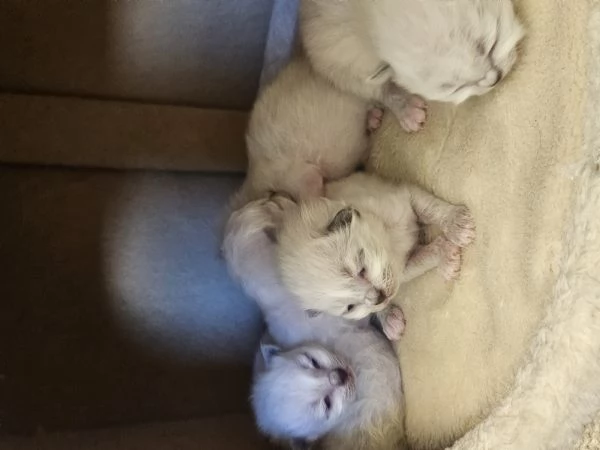 Cuccioli Sacro di Birmania  | Foto 5