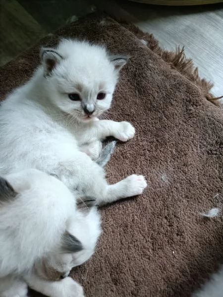 Cuccioli Sacro di Birmania  | Foto 4