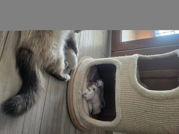 Cuccioli Sacro di Birmania  | Foto 3