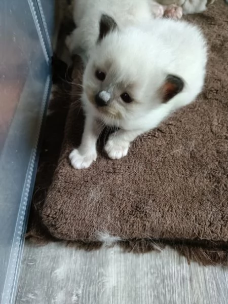 Cuccioli Sacro di Birmania  | Foto 2