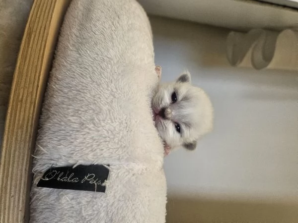 Cuccioli Sacro di Birmania  | Foto 1
