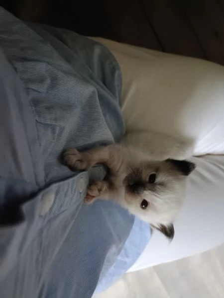 Cuccioli Sacro di Birmania  | Foto 0
