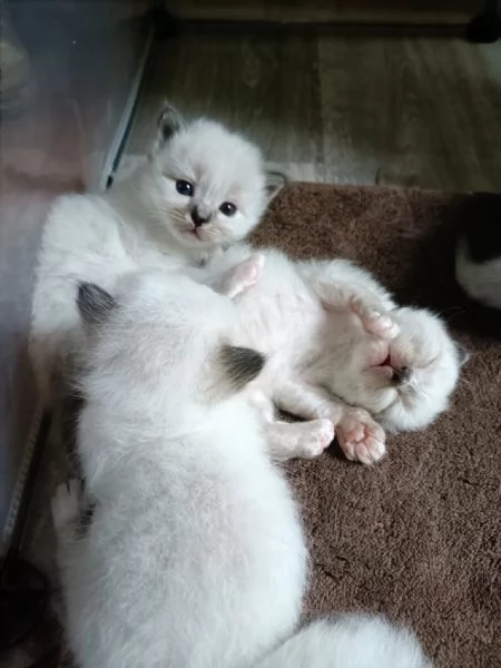 Cuccioli Sacro di Birmania 